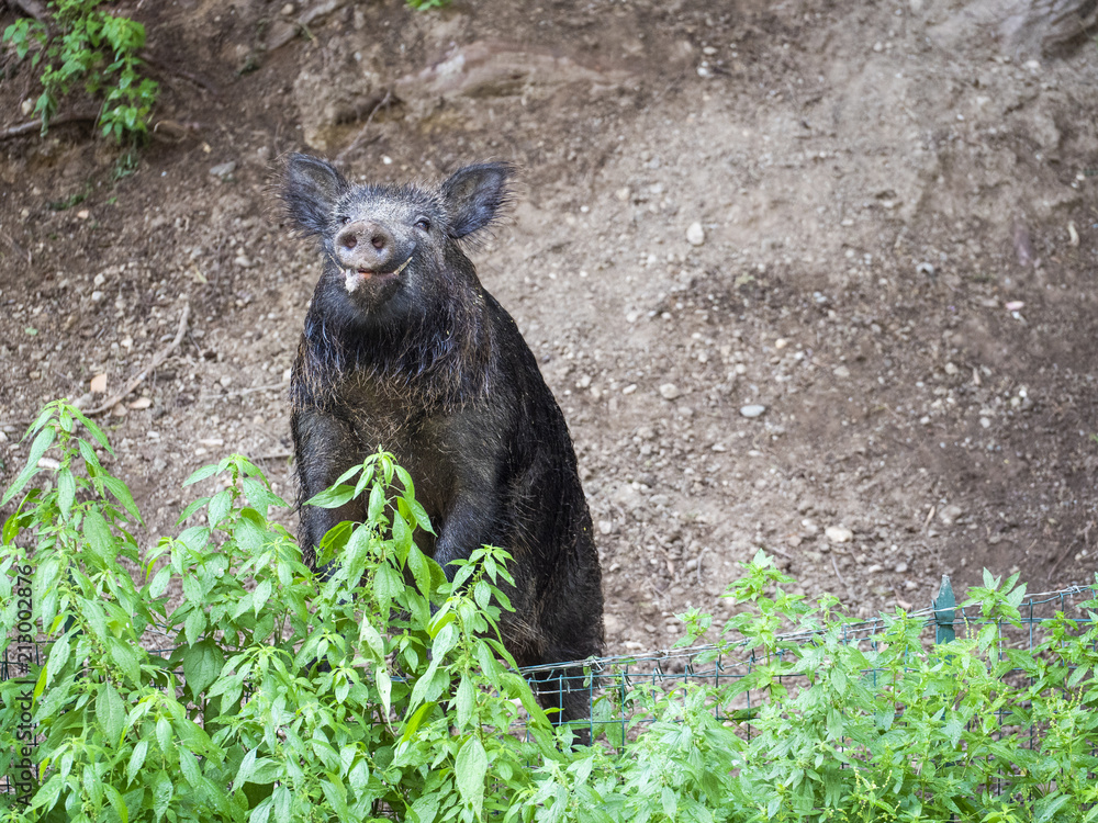 Nice wild boar standing on hind legs and looking at camera Nice wild boar standing on hind legs and looking at camera