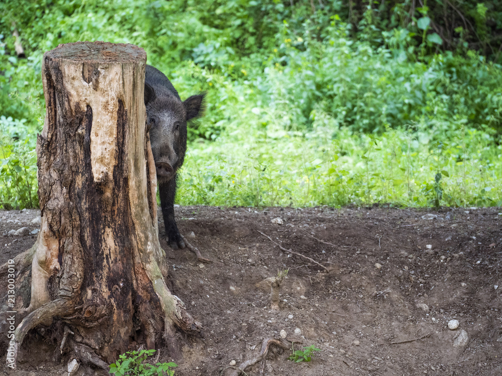 Obraz premium Wild boar hides behind a tree trunk