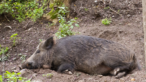 Wild boar sleeps in the forest