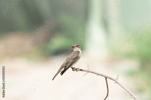 Spotted Fly catcher