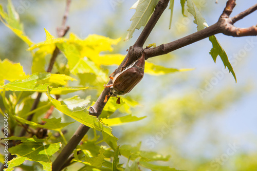 May beetles, or May crunches (Latin Melolontha) on a maple branch among the leaves photo