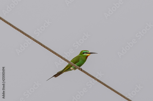 Green Bee Eater