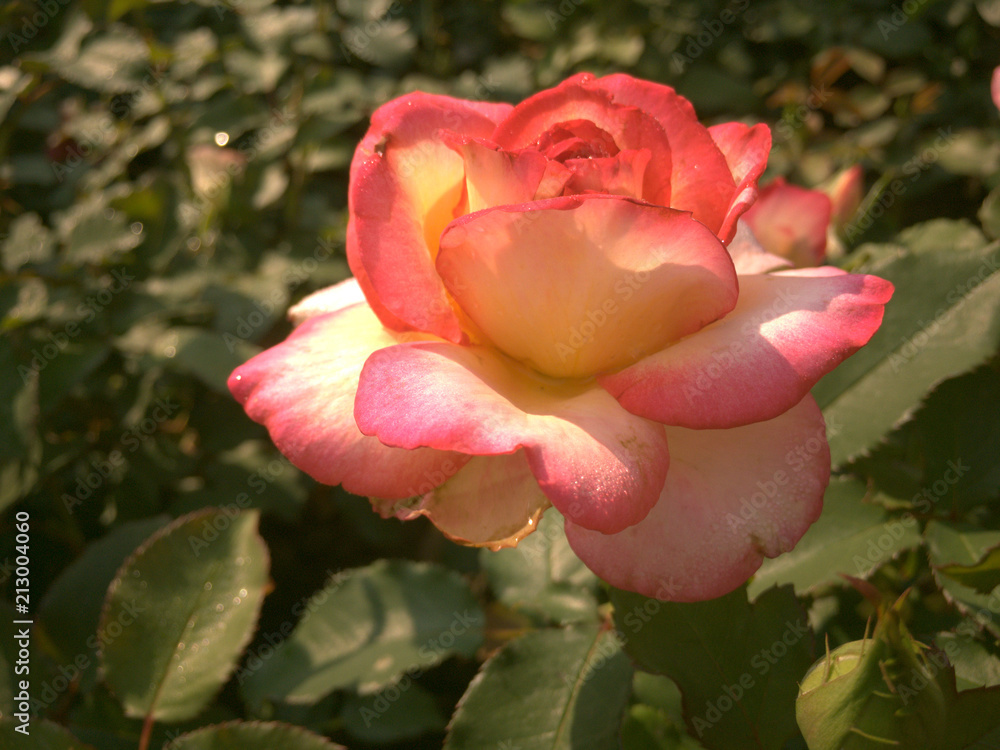 beautiful rose beautiful rose