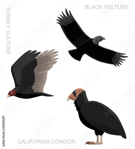 Bird New World Vulture Set Cartoon Vector Illustration photo