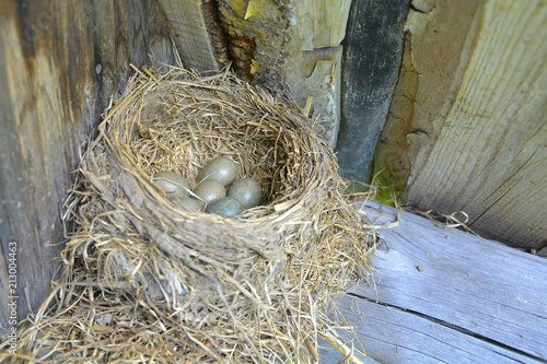 nest with eggs under the roof of a wooden house.