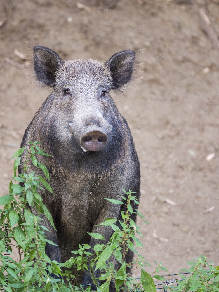 Nice wild boar standing on hind legs and looking at camera Nice wild boar standing on hind legs and looking at camera