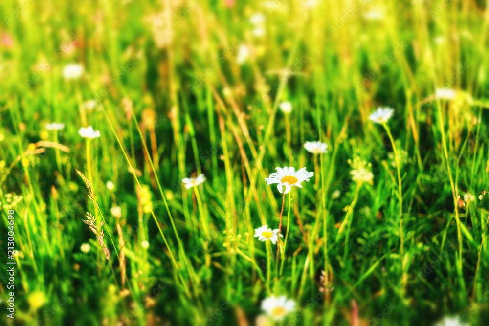 Beautiful summer background. Meadow with a flower of camomiles.