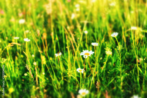 Beautiful summer background. Meadow with a flower of camomiles.