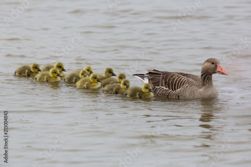 Valokuva gray goose (anser anser) family with many goslings swimming on water surface