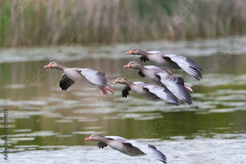 several flying gray geese (anser anser), reed, water
