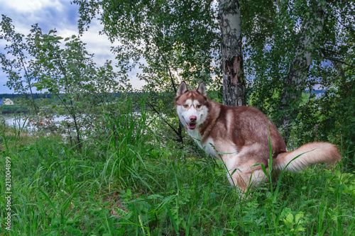 Canvas Print Problem dogs excrement. Husky dog poops on walk in park.