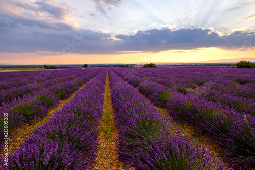 Champ de lavande en fleurs, coucher de soleil. Plateau de Valensole, Provence, France. 