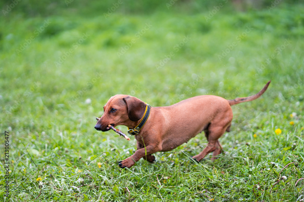 dachshund runs along the green grass