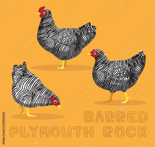 Chicken Barred Plymouth Rock Cartoon Vector Illustration