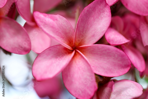 Plumeria flower pink,The most beatiful plumeria flower blooming on tree spa flower