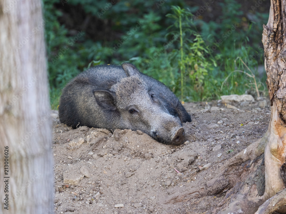 Wild boar rests in the forest Wild boar rests in the forest