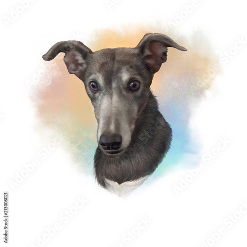 Illustration of a dog. Rampur Greyhound. Dog is man's best friend. Animal collection: Dogs. Watercolor Dog Pug Portrait - Hand Painted Illustration of Pets. Art background for banner, cover, pillow.