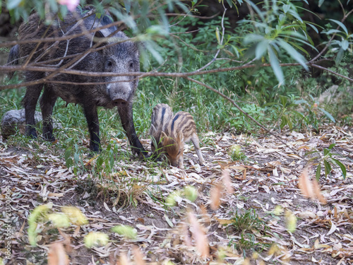 Wild boar mum and pigletts in the forest photo