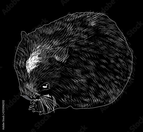 wombat outline isolated on black