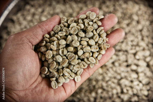 Hand holding dried coffee beans before roasting. © nipol