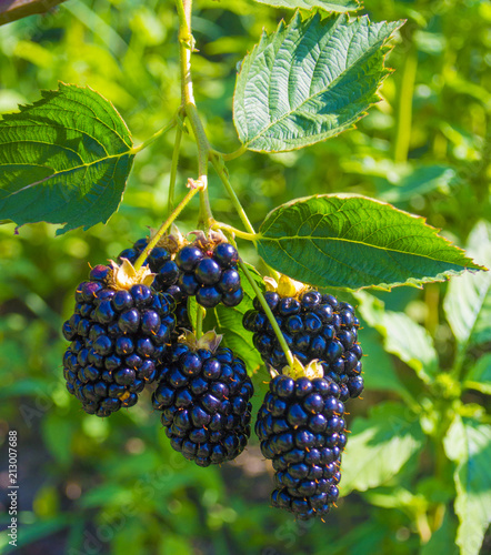 blackberry berries close-up