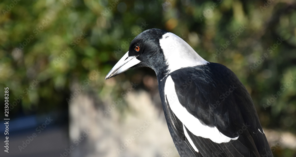 Closeup of Australian magpie bird in black and white plumage standing on a fence. The australian magpie gymnorhina tibicen is a medium sized black and white passerine bird. Closeup of Australian magpie bird in black and white plumage standing on a fence. The australian magpie gymnorhina tibicen is a medium sized black and white passerine bird.