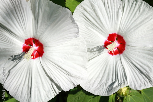 アメリカフヨウ　Rose mallow