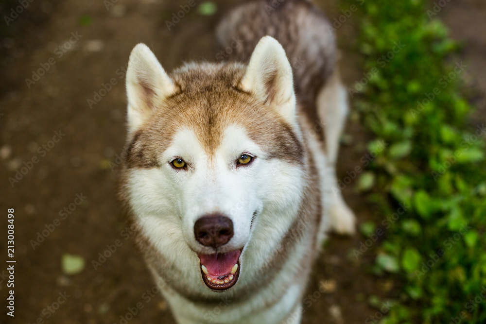 Close-up image of cute dog breed siberian husky in the forest. Portrait of friendly dog looks like a wolf Close-up image of cute dog breed siberian husky in the forest. Portrait of friendly dog looks like a wolf