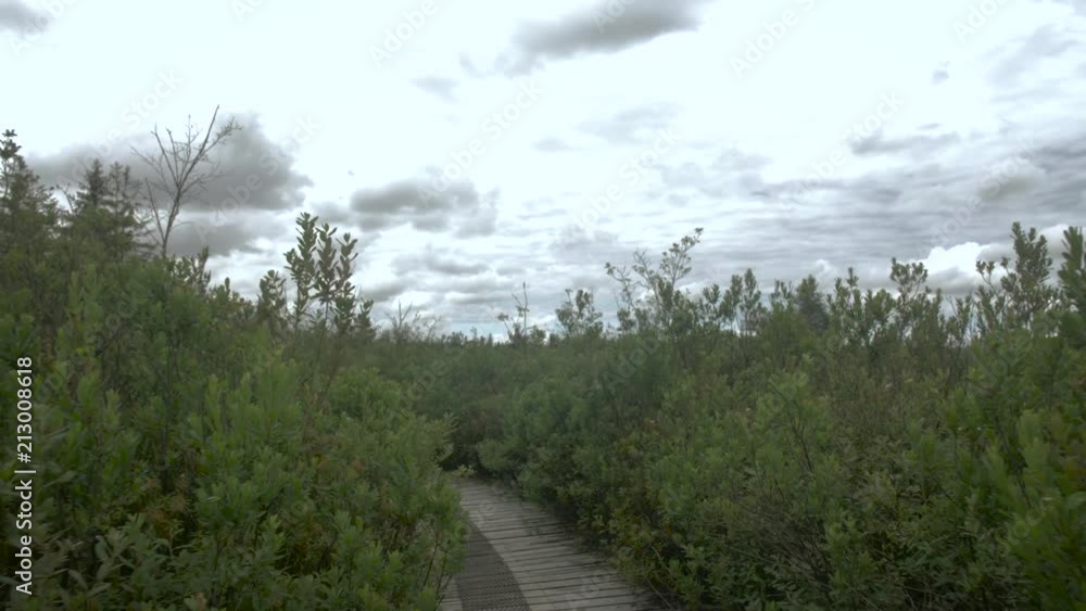 Walking on a boardwalk through a marsh. Walking on a boardwalk through a marsh.