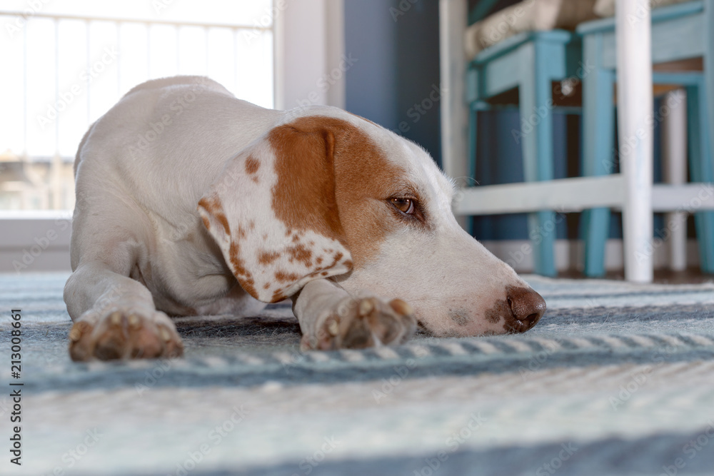Cute istrian shorthaired hound relaxing on a carpet of a living room with blue interior