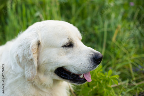 Profile portrait of white golden retriever dog in the green grass and violet flowers