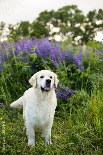 Profile portrait of lovely golden retriever dog standig in the green grass and violet flowers