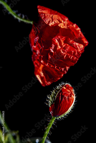 Unfolding Poppies