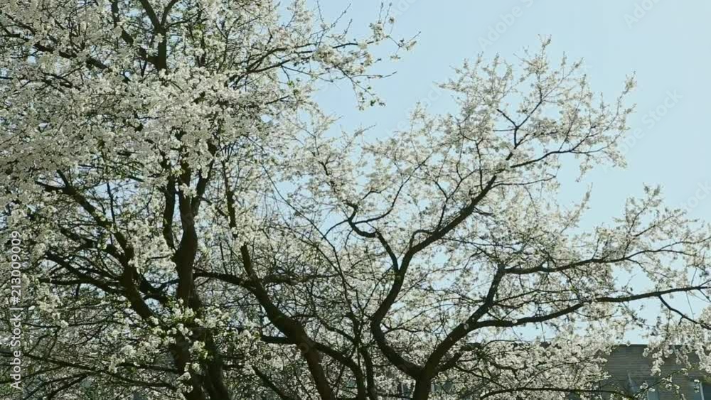 panorama on white blossom trees in springtime panorama on white blossom trees in springtime