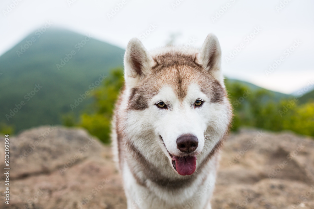 Close-up Portrait of beautiful beige and white Siberian Husky dog with tonque hanging out at the top of a mountain