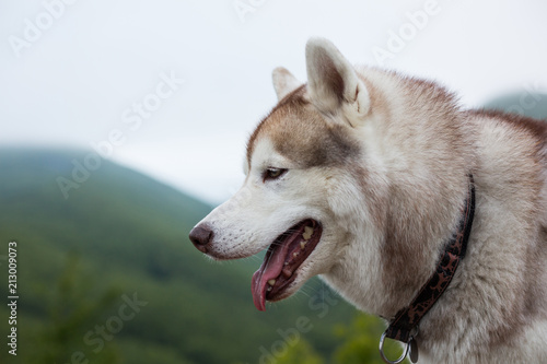 Profile Portrait of beautiful beige and white Siberian Husky dog with tonque hanging out at the top of a mountain