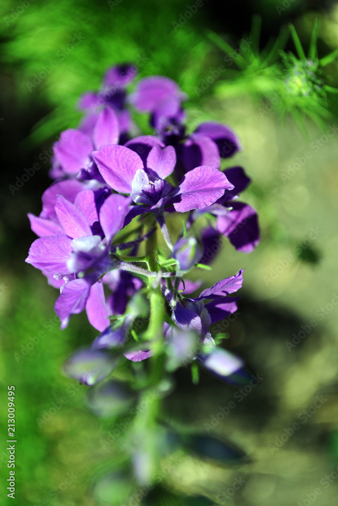 Purple flowers blooming, close up macro detail top view, soft blurry bokeh background Purple flowers blooming, close up macro detail top view, soft blurry bokeh background