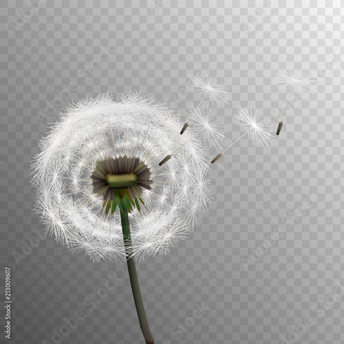 Stock vector illustration realistic dandelions isolated on a transparent background. Seed. EPS10