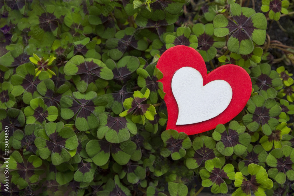 Herz in rot und weiss in Glücksklee StockFoto Adobe Stock