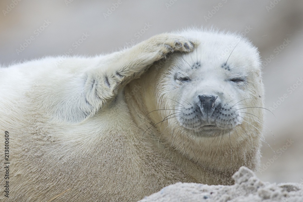 Young grey seal (Halichoerus grypus) raising fin, Heligoland, Schleswig-Holstein, Germany, Europe Young grey seal (Halichoerus grypus) raising fin, Heligoland, Schleswig-Holstein, Germany, Europe