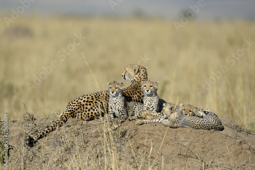 Cheetah (Acinonyx jubatus), female with her cubs, lying on a rock in the savanna, Maasai Mara National Reserve, Kenya, Africa photo