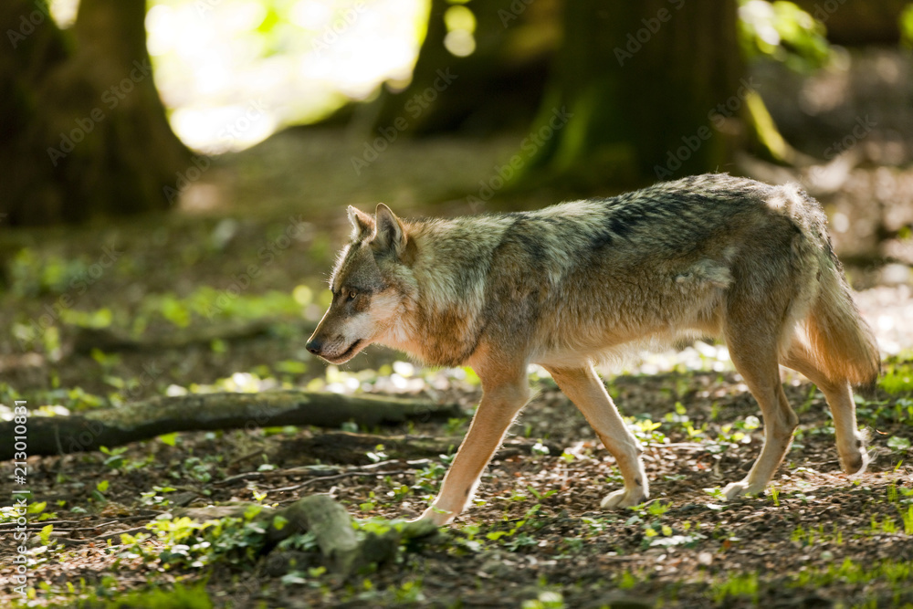 Wolf (Canis lupus) walking in a forest, captive, Lower Saxony, Germany, Europe Wolf (Canis lupus) walking in a forest, captive, Lower Saxony, Germany, Europe