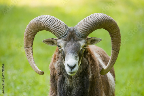 Mouflon (Ovis ammon musimon), ram, captive, Bavaria, Germany, Europe