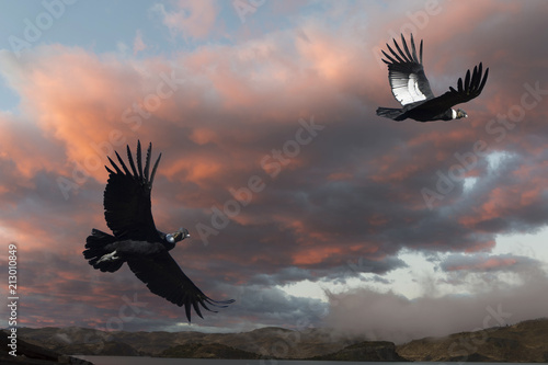 Andean Condors (Vultur gryphus) in flight, Torres del Paine National Park, Chilean Patagonia, Chile, South America photo