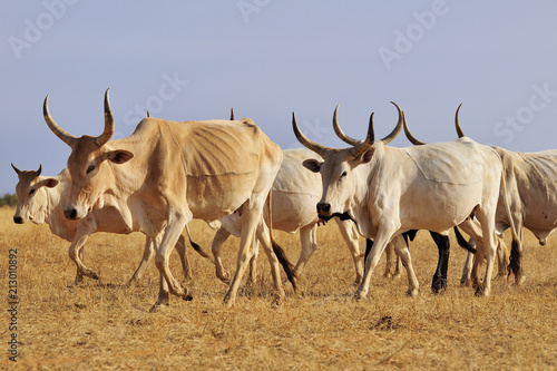 Cattle walking on grassy landscape photo