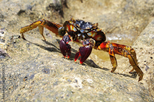 Spider crab (Neosarmatium meinerti) on a rock, Baie de Soulou, Mayotte, Comoros, Africa photo