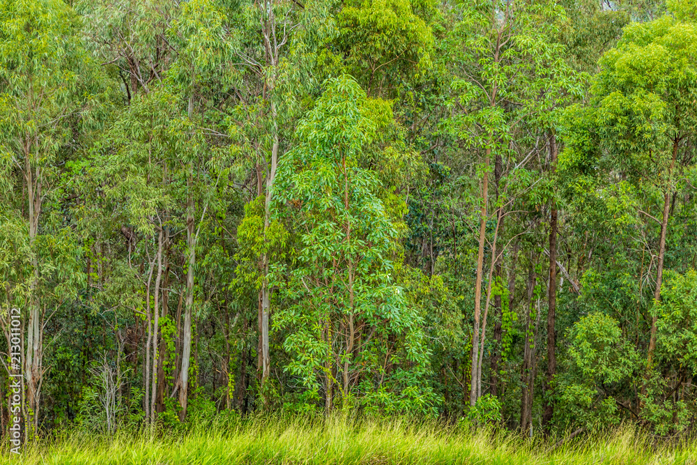 Forest of Silver Birch trees.