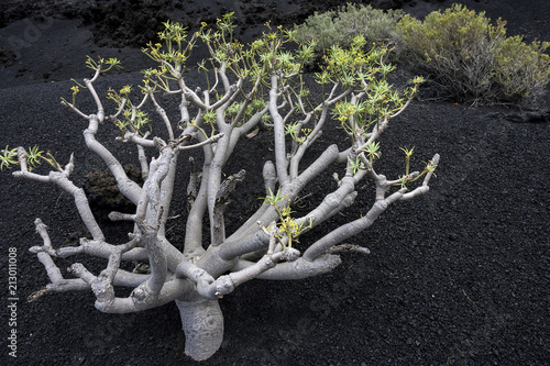 Spurge or euphorbia (Euphorbia berthelotii) on volcanic rock, La Palma, Canary Islands, Spain, Europe photo