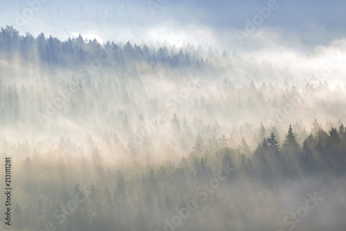 Fog over the treetops in the morning light, forest in the Elbe Sandstone Mountains, Saxon Switzerland, Saxony, Germany, Europe photo