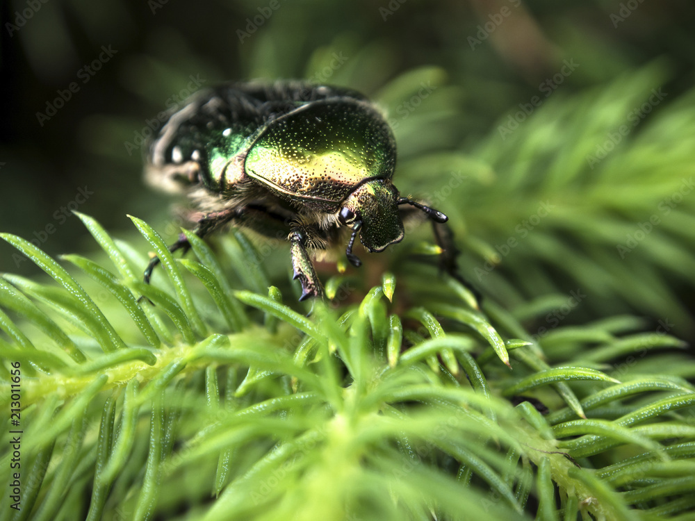 Rose chafer or green rose chafer (Cetonia aurata) on fir branch (Abies), Baden-Wurttemberg, Germany, Europe Rose chafer or green rose chafer (Cetonia aurata) on fir branch (Abies), Baden-Wurttemberg, Germany, Europe